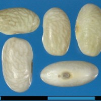 G23812F seed.jpg