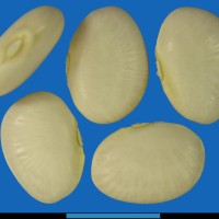 G25319 seed.jpg