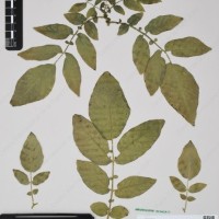 CIP 760438_HHA 6540_01.jpg