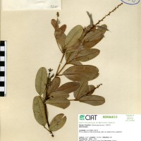 9230 herbarium