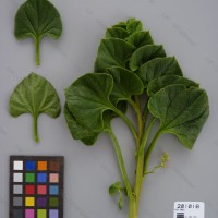 CIP 201018 Herbarium