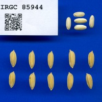 IRGC 85944 Seed Photo