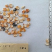 CIMMYTMA 1353 - Reference Inventory.jpg