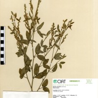 9654 herbarium