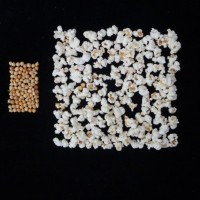 Popped and not popped comparison.jpg