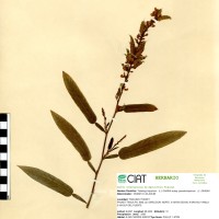 13276 herbarium