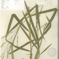 IRGC 100881 Herbarium