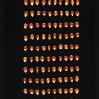 CIMMYTMA 26984 JALI 707 BA2021U 2903 307 K_compress.jpg