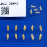 IRGC 39642 Seed Photo