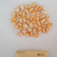 CIMMYTMA 4515 - Reference Inventory.jpg