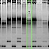 MAL37 gel