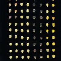 CIMMYTMA 5888 OAXA 280 BA22U-2903-88 K.jpg