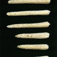 CIMMYTMA 18369 MEXI 159 TC24U-2903-226 C.jpg