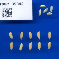 IRGC 35342 Seed Photo