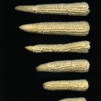 CIMMYTMA 4921 BRAZ 2008 AF20A-0903-62 C.jpg