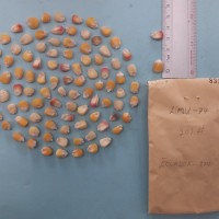 CIMMYTMA 8316 - Reference inventory.jpg