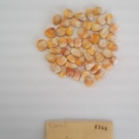 CIMMYTMA 4366 - Reference Inventory.jpg