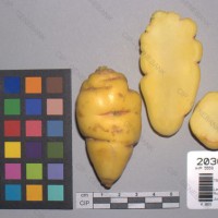 CIP 203056 Tuber