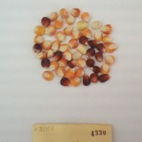 CIMMYTMA 4330 - Reference Inventory.jpg