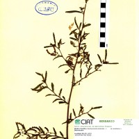 9365 herbarium