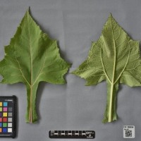 CIP 205056 (leaf).jpg