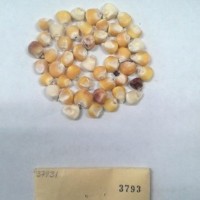 CIMMYTMA 3793 - Reference Inventory.jpg