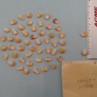 CIMMYTMA 5303 - Reference Inventory.jpg