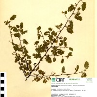 7261 herbarium