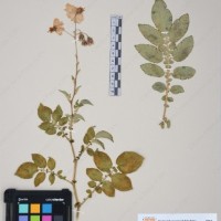 CIP 761194_OCHS 11298_02.jpg