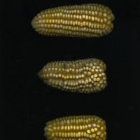 CIMMYTMA 7751 PUEB 538 TC24U-2903-123 E1.jpg