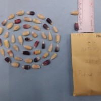 CIMMYTMA 7605 - Reference inventory.jpg