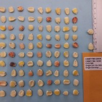 CIMMYTMA 16209 - Reference Inventory.jpg