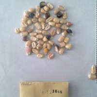 CIMMYTMA 1666 - Reference Inventory.jpg