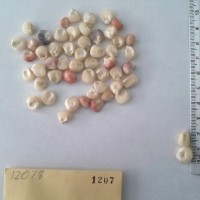 CIMMYTMA 1207 - Reference Inventory.jpg