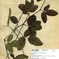 9820 herbarium
