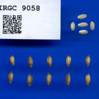 IRGC 9058 Seed Photo