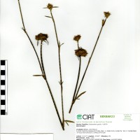 11523 herbarium