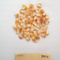 CIMMYTMA 3984 - Reference Inventory.jpg