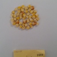 CIMMYTMA 1660 - Reference Inventory.jpg