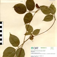 15865 herbarium