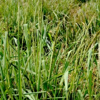 TOG 6202# compact panicle.JPG