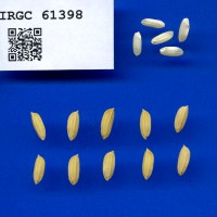 IRGC 61398 Seed Photo