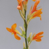 CIP 206003 (flower).jpg