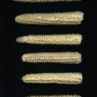 CIMMYTMA 7281 SONO 102 AF18A-0903-133 C.jpg