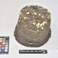 CIP 760224_HCH 4323_mga_Tb.jpg