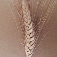 CWI_92384_52594_943_2_c.jpg