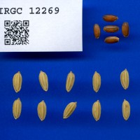 IRGC 12269 Seed Photo