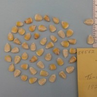 CIMMYTMA 5456 - Reference Inventory.jpg