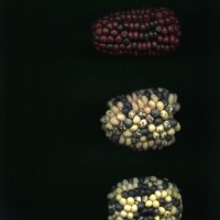 CIMMYTMA 24949 TAC41 TC22U-2903-167 E1.jpg