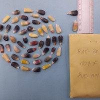 CIMMYTMA 7680 - Reference inventory.jpg